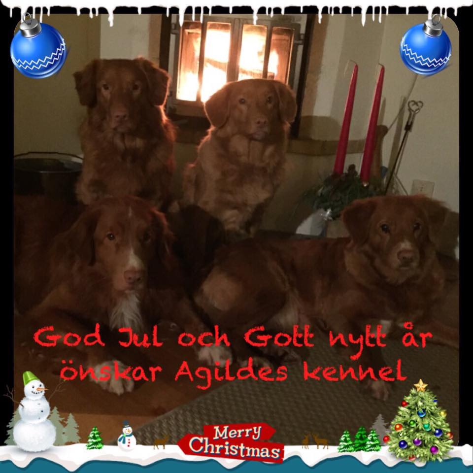 10866675_10152949341016369_2044394811_n