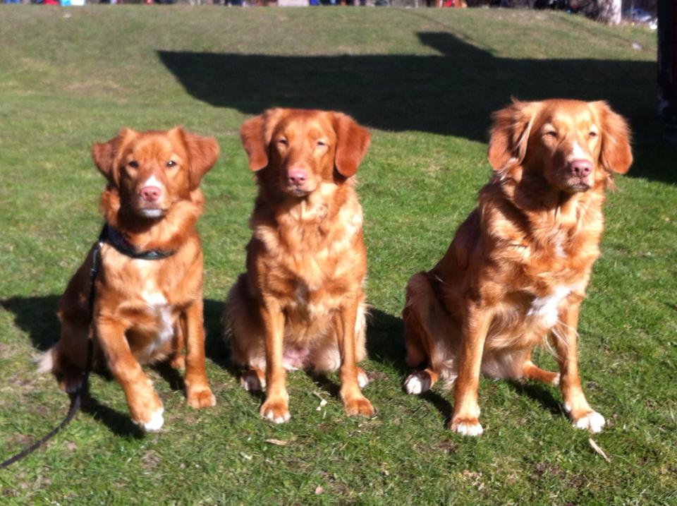 1507878_10152329899186369_1594722764_n