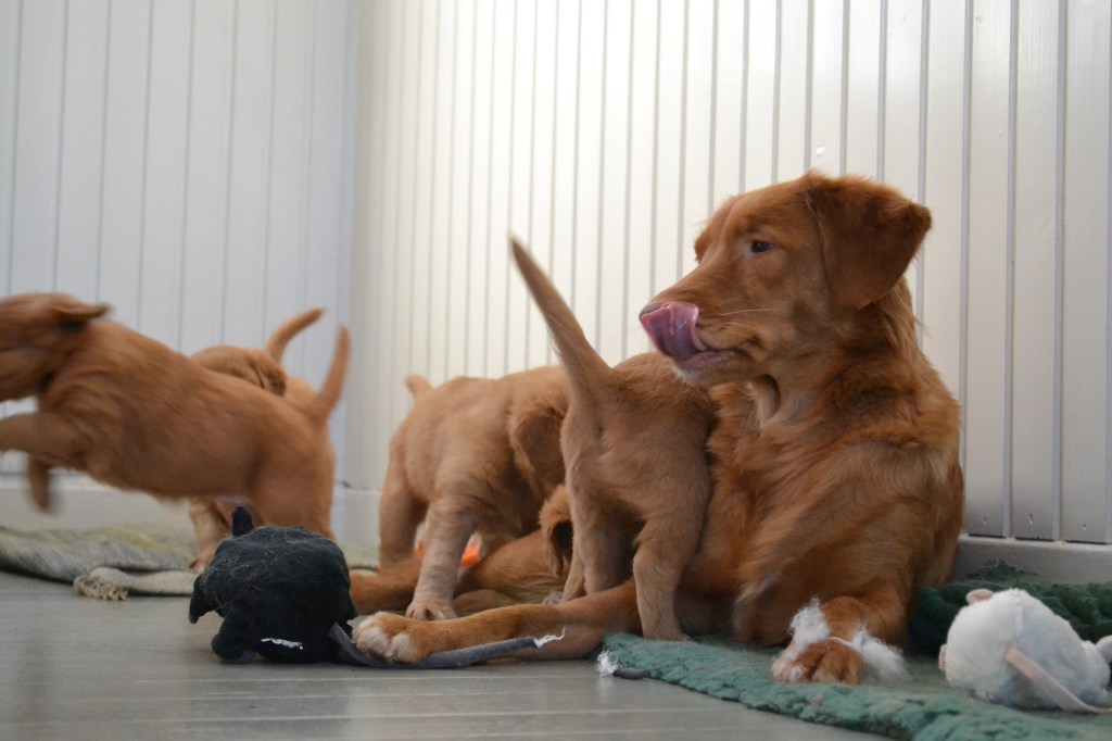 ¨fina familjen - kopia