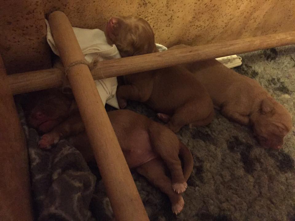 10887951_10153010423811369_552823424_n