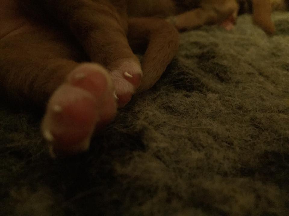 10899779_10153010423821369_1960273745_n