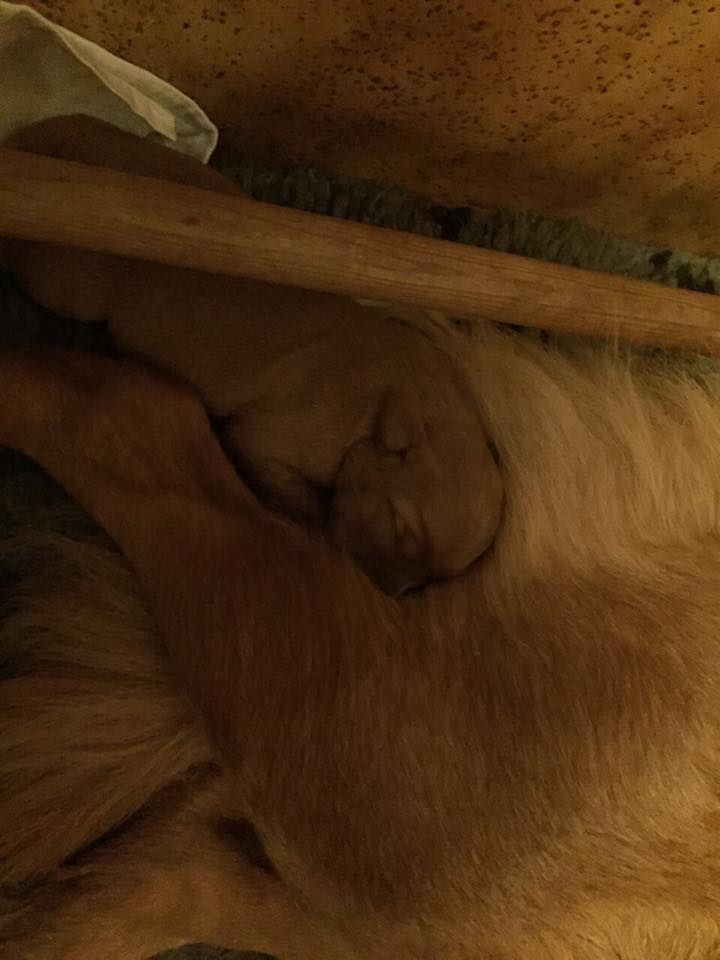 10922253_10153010423881369_1704293854_n