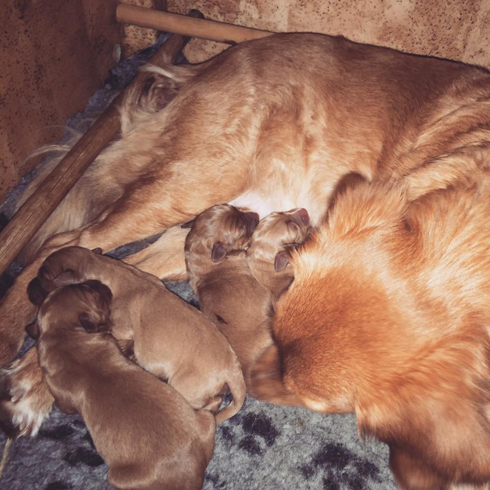 10927957_10153010424131369_533638242_n