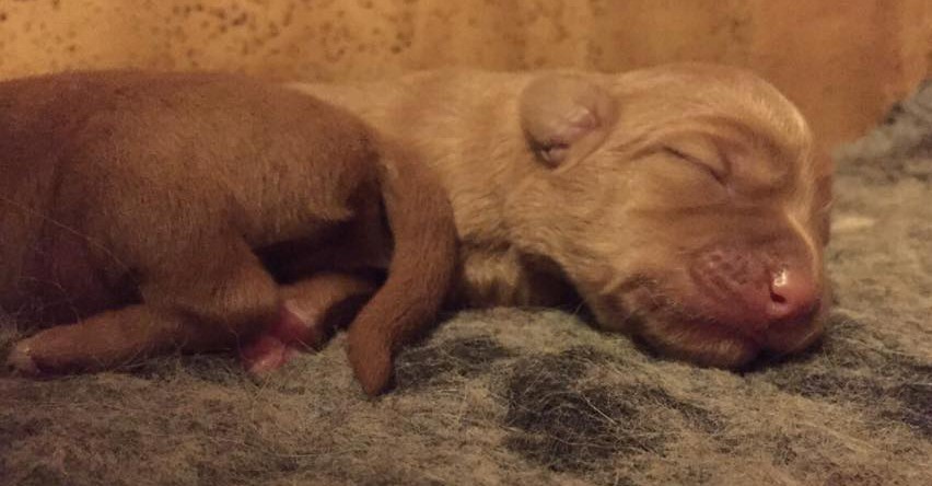 10927987_10153010423891369_781835359_n