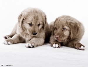 Tollarevalpar2012-21a