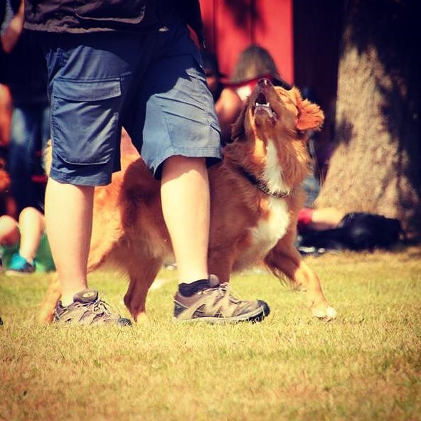filig och lexus fotgående