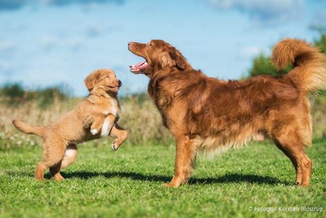 10666106_10204911461810779_7458631836986362742_n