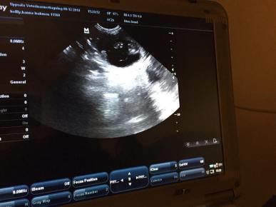 10859672_10152912916186369_224800981_n