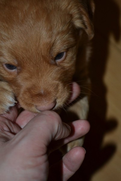 10970413_10153070034601369_424911507_o (1)