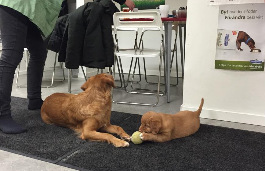 11004001_10153123282956369_1622335884_n