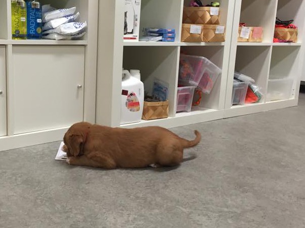 11004114_10153123282951369_1384244343_n