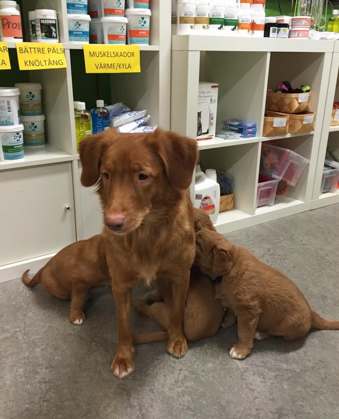 11004324_10153123282946369_230564595_n