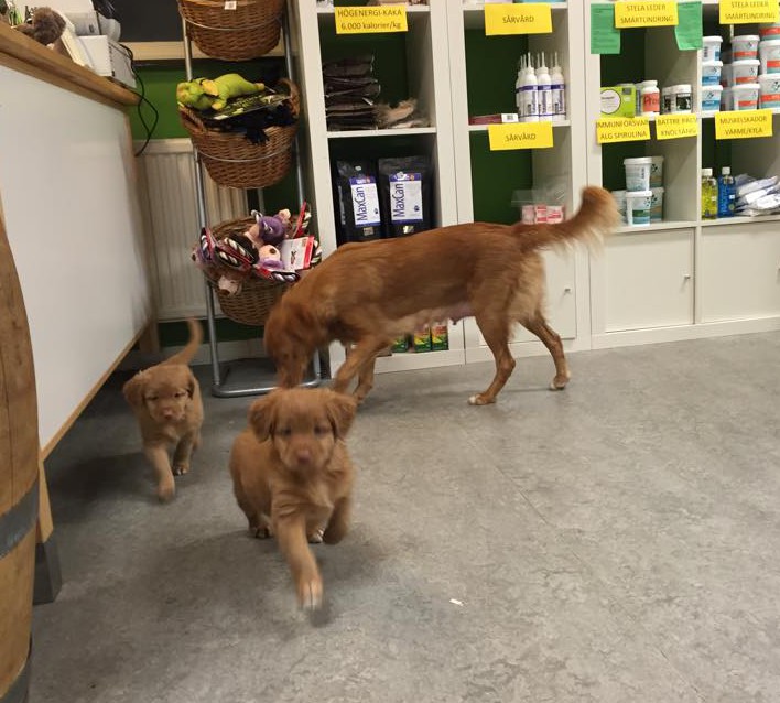 11004891_10153123283031369_1372981570_n