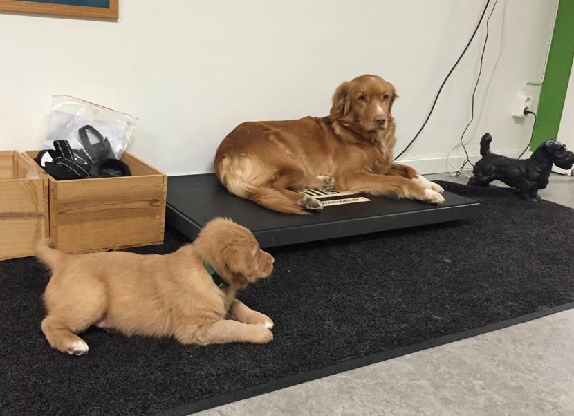 11005571_10153123282941369_218785579_n