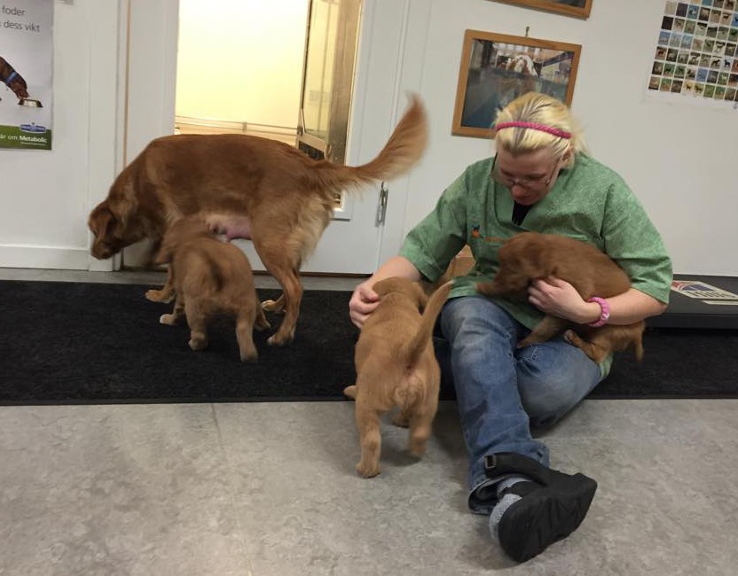 11005955_10153123282996369_2012965387_n