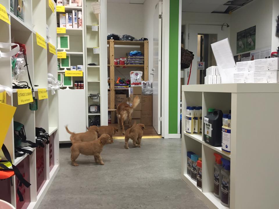 11026416_10153123283026369_1274576610_n