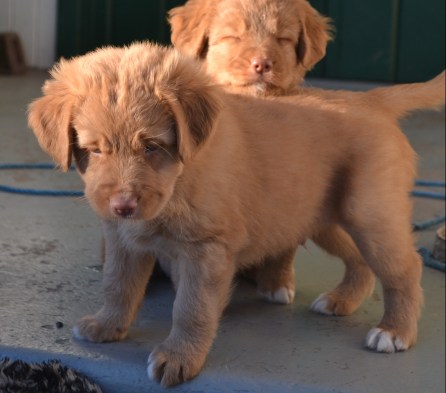 grön och lila solar