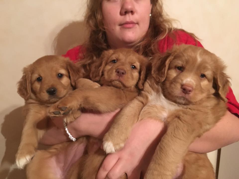 15555938_1276990639054669_119392176_n