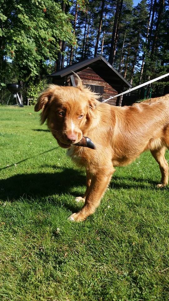 13912798_1366296183385307_3956358874554840736_n