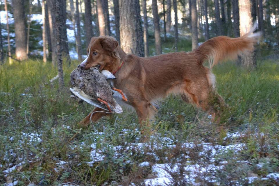 17190495_1645117778838966_9000888345586888257_n