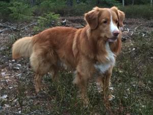 18446643_10155312955977258_4178752154739709440_n