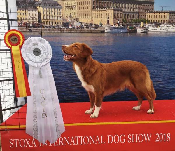 38516076_10155984340608655_4434150762108420096_n