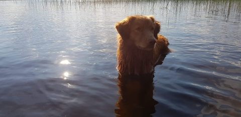 38533714_2128249727432118_2923622695524368384_n