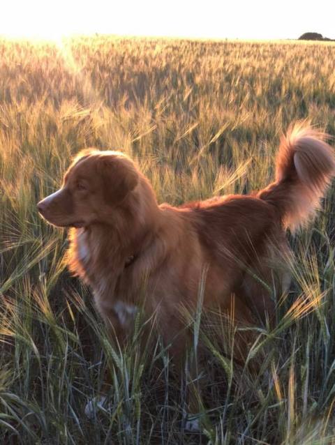 38538335_1903126826374151_5733890307775266816_n