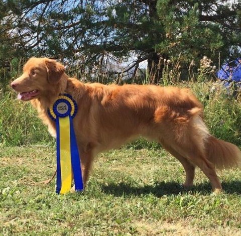 38612324_230933307460007_7088011105846427648_n