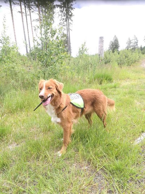 38754055_2270434609640610_6036736032433504256_n