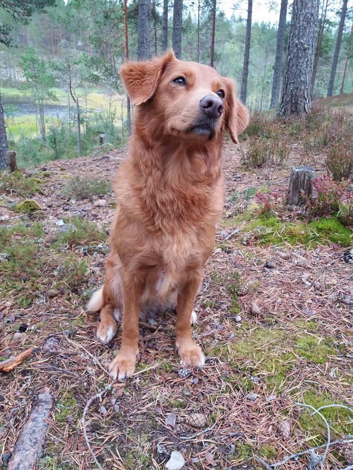 38912505_10212303400329246_8791088139767644160_n