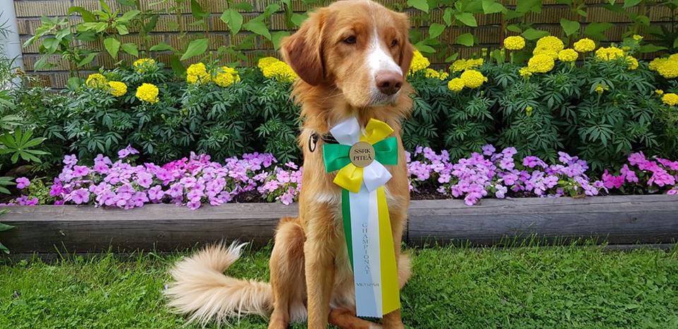 38918490_2133586030231821_6141253494645981184_n