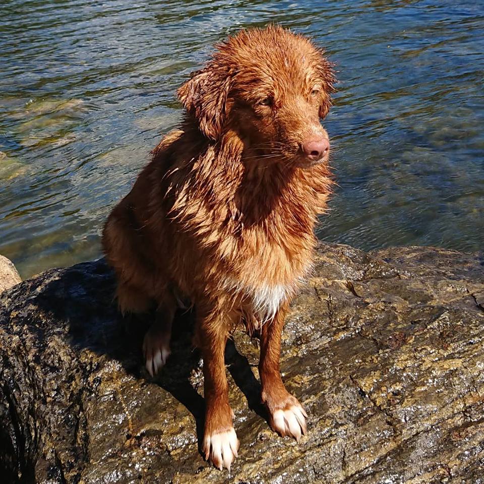 39134966_10155575454606722_4852479348378173440_n