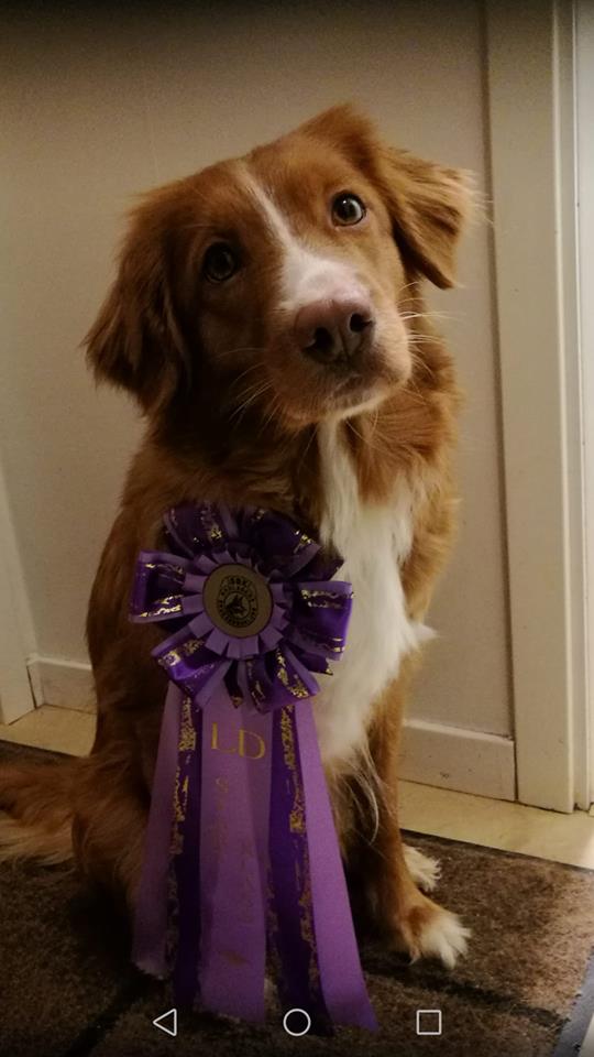 51516027_2558149884202413_1867939173189550080_n